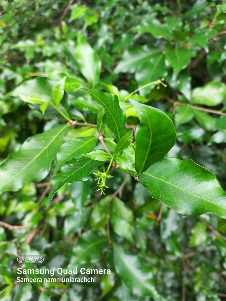 Blachia umbellata (Willd.) Baill.